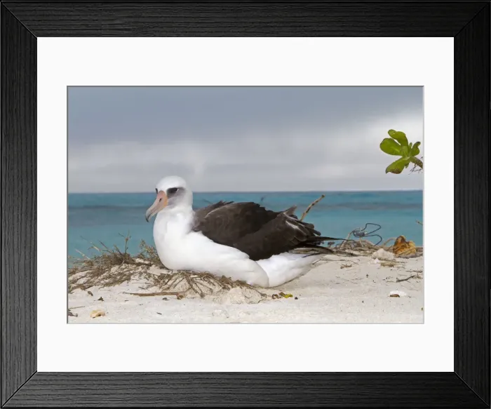 Framed Print : Picture No. 10898602 Framed Print : Picture No. 10898602