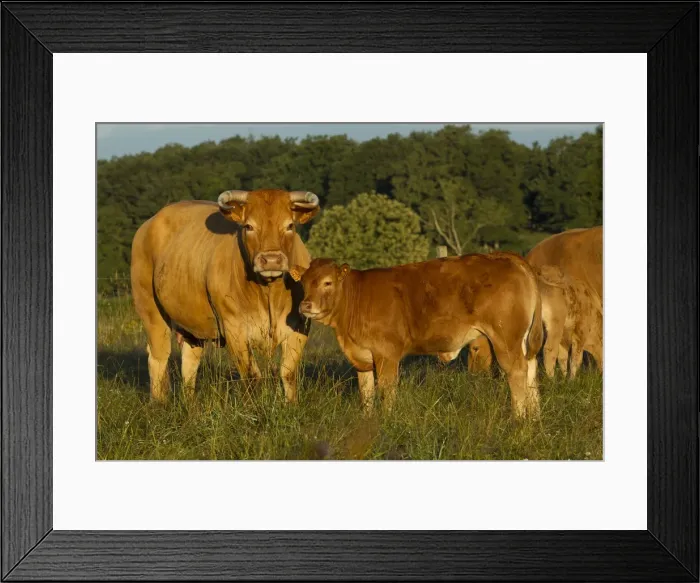 Framed Print : Picture No. 10898631