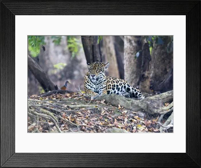 Framed Print : Picture No. 10899127 Framed Print : Picture No. 10899127