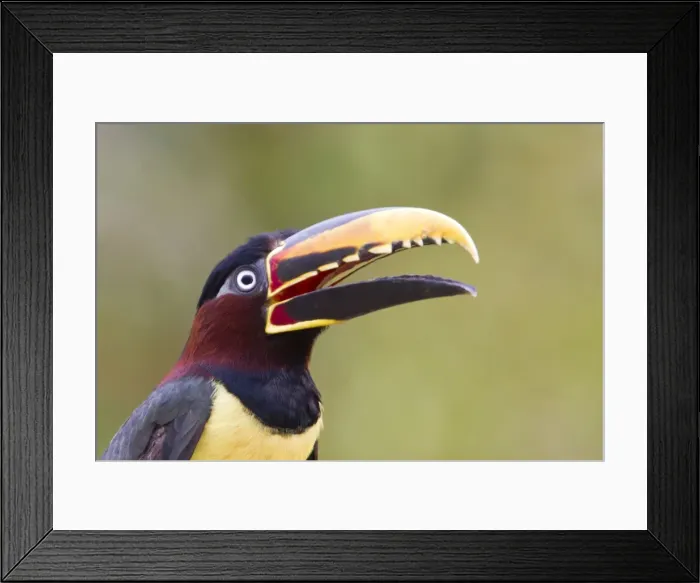 Framed Print : Picture No. 10899142 Framed Print : Picture No. 10899142