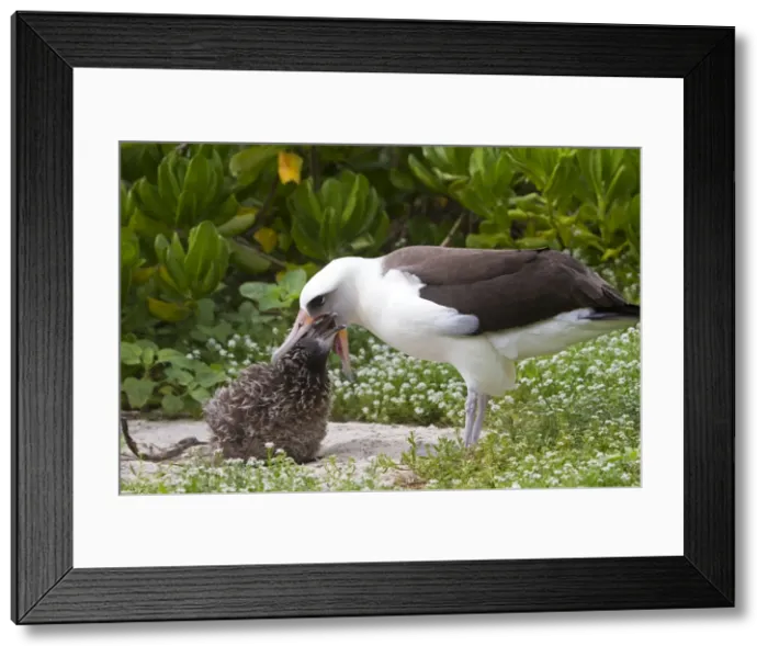 Framed Print : Picture No. 10898601 Framed Print : Picture No. 10898601