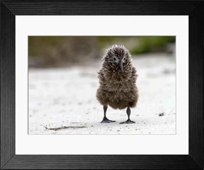 Framed Print : Picture No. 10898598 Framed Print : Picture No. 10898598