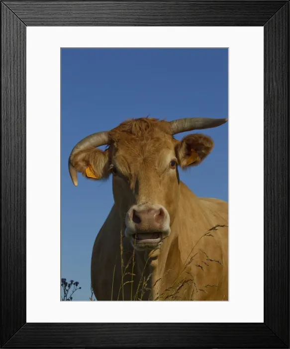 Framed Print : Picture No. 10898639