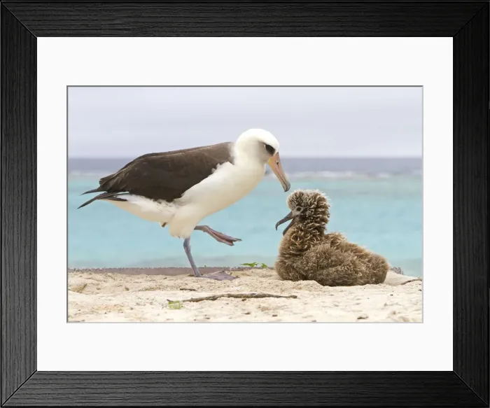 Framed Print : Picture No. 10898623 Framed Print : Picture No. 10898623