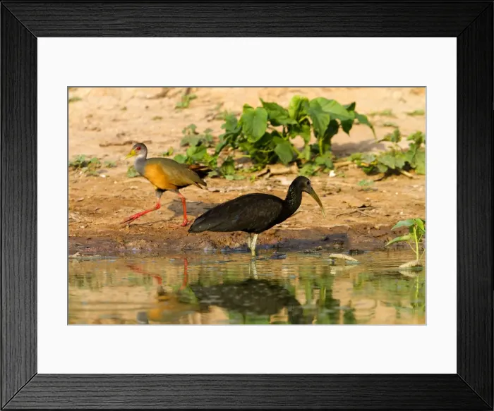 Framed Print : Picture No. 10899121 Framed Print : Picture No. 10899121