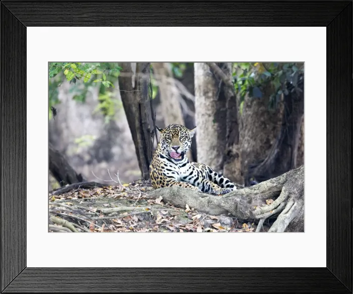 Framed Print : Picture No. 10899128 Framed Print : Picture No. 10899128