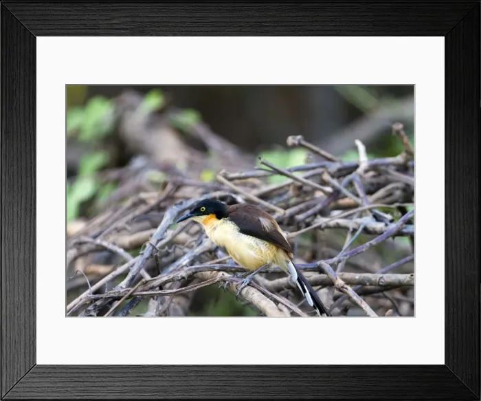 Framed Print : Picture No. 10899151 Framed Print : Picture No. 10899151