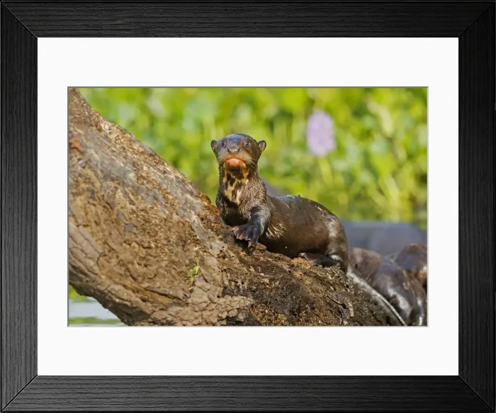 Framed Print : Picture No. 10899160 Framed Print : Picture No. 10899160