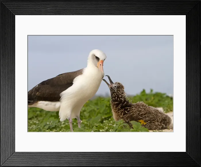 Framed Print : Picture No. 10898618 Framed Print : Picture No. 10898618