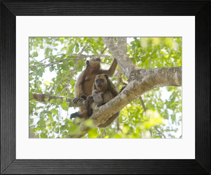 Framed Print : Picture No. 10899134 Framed Print : Picture No. 10899134