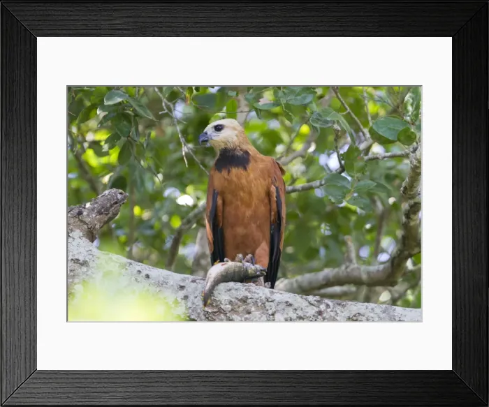 Framed Print : Picture No. 10899146 Framed Print : Picture No. 10899146