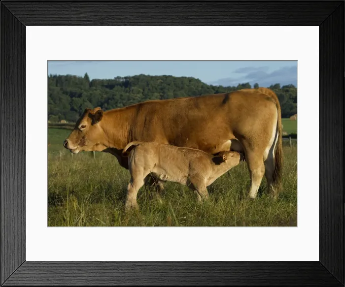 Framed Print : Picture No. 10898636 Framed Print : Picture No. 10898636