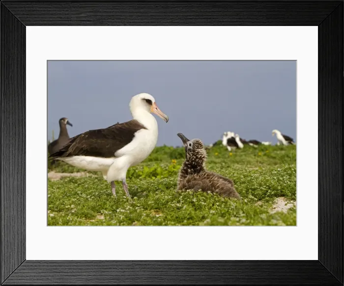 Framed Print : Picture No. 10898614