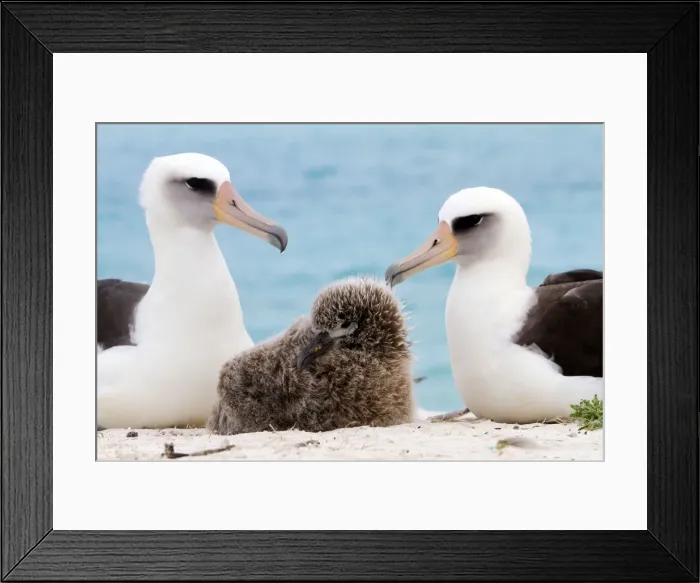 Framed Print : Picture No. 10898619 Framed Print : Picture No. 10898619