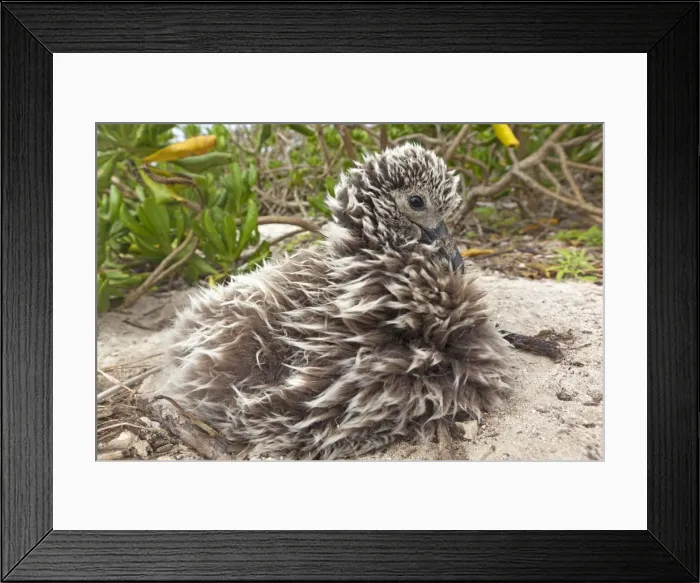 Framed Print : Picture No. 10898608 Framed Print : Picture No. 10898608