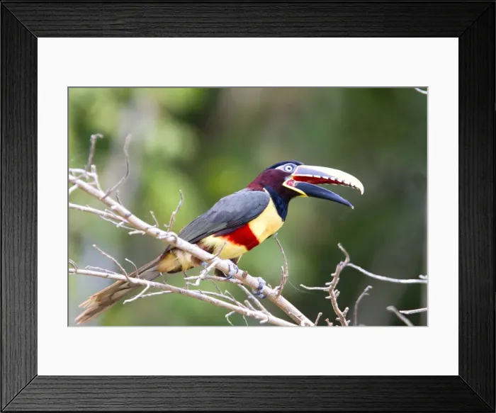 Framed Print : Picture No. 10899141 Framed Print : Picture No. 10899141