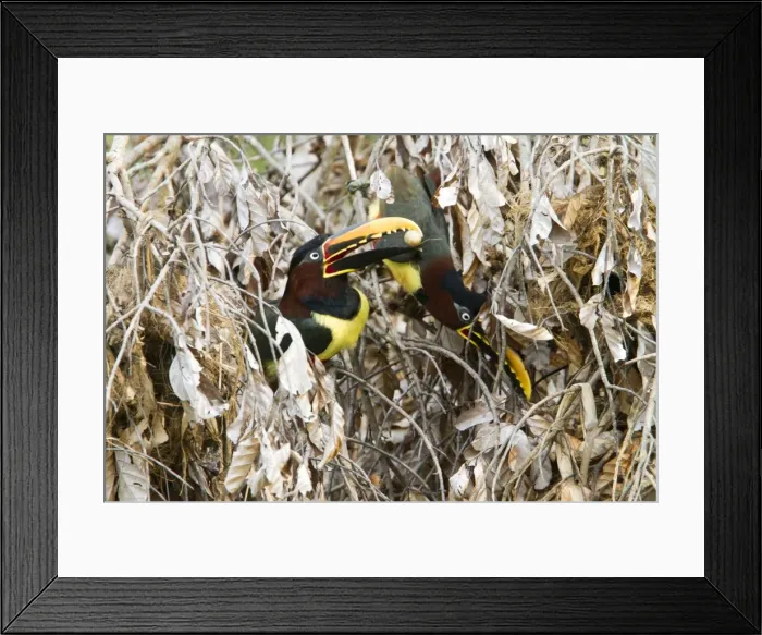 Framed Print : Picture No. 10899144 Framed Print : Picture No. 10899144