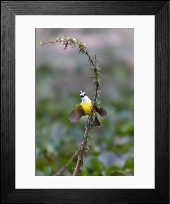 Framed Print : Picture No. 10899137 Framed Print : Picture No. 10899137