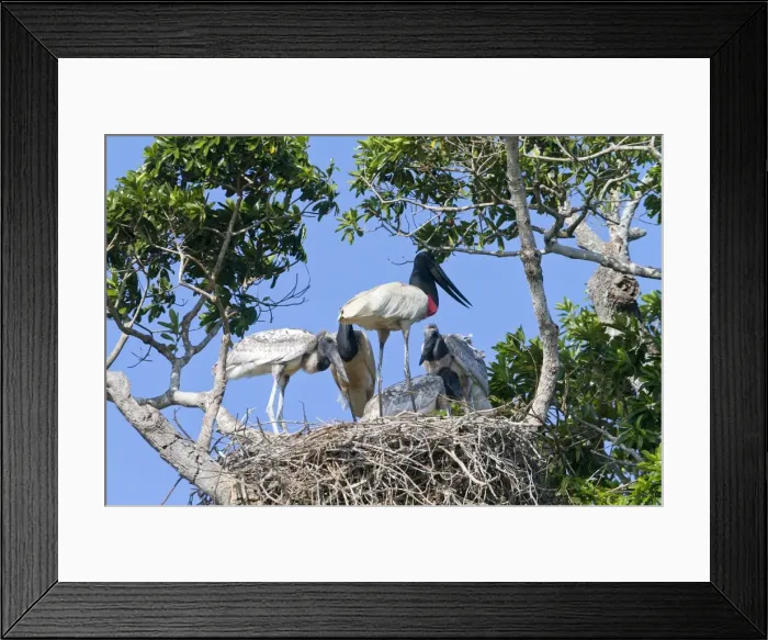 Framed Print : Picture No. 10899152 Framed Print : Picture No. 10899152