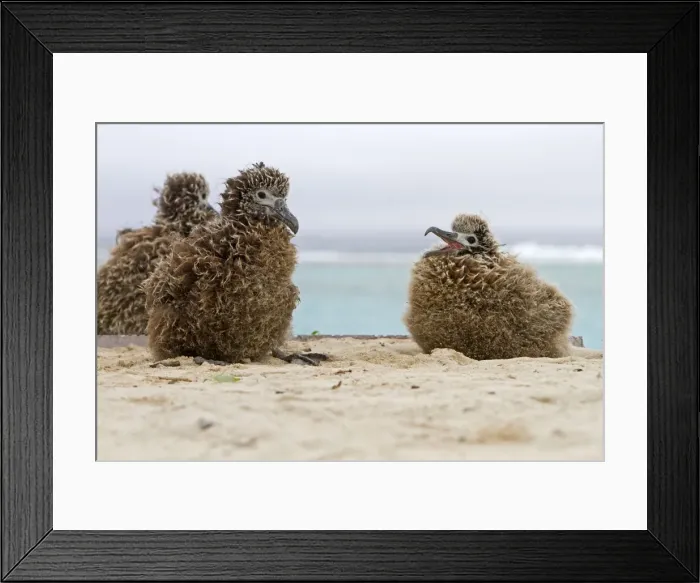 Framed Print : Picture No. 10898610 Framed Print : Picture No. 10898610