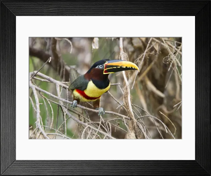 Framed Print : Picture No. 10899145