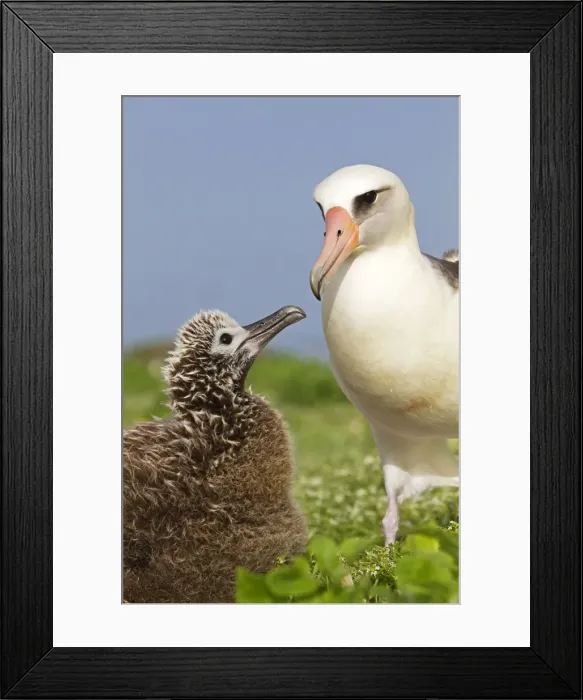 Framed Print : Picture No. 10898617 Framed Print : Picture No. 10898617