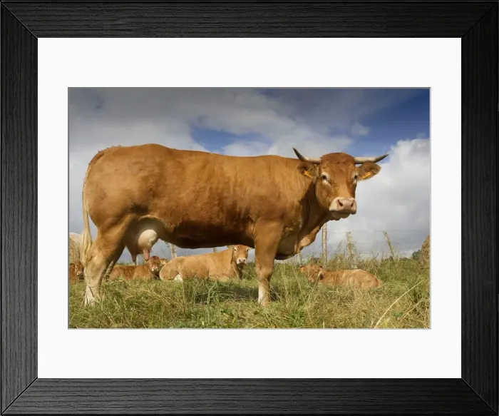 Framed Print : Picture No. 10898691 Framed Print : Picture No. 10898691