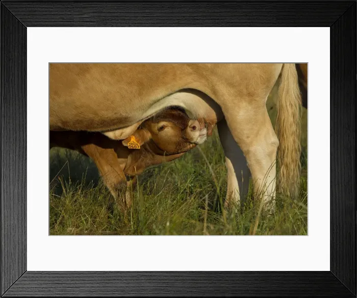 Framed Print : Picture No. 10898635 Framed Print : Picture No. 10898635