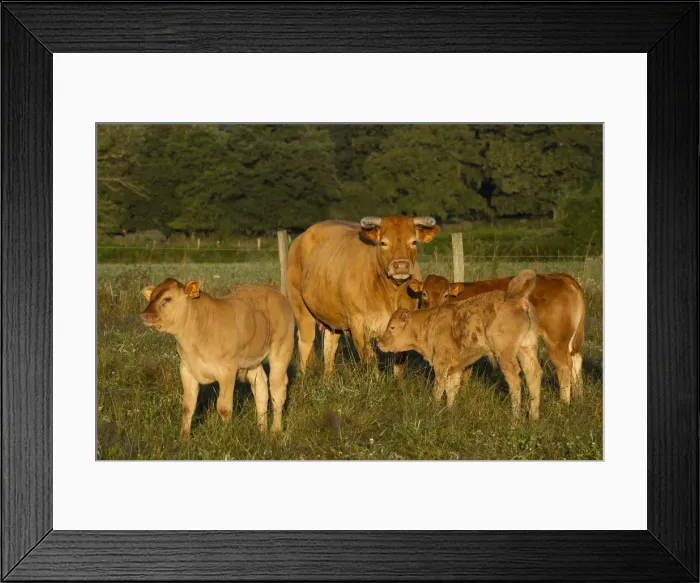 Framed Print : Picture No. 10898630 Framed Print : Picture No. 10898630
