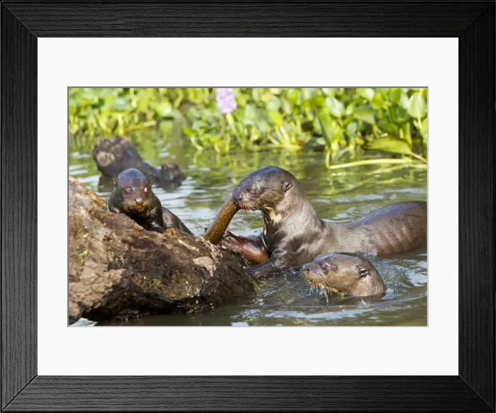 Framed Print : Picture No. 10899158 Framed Print : Picture No. 10899158