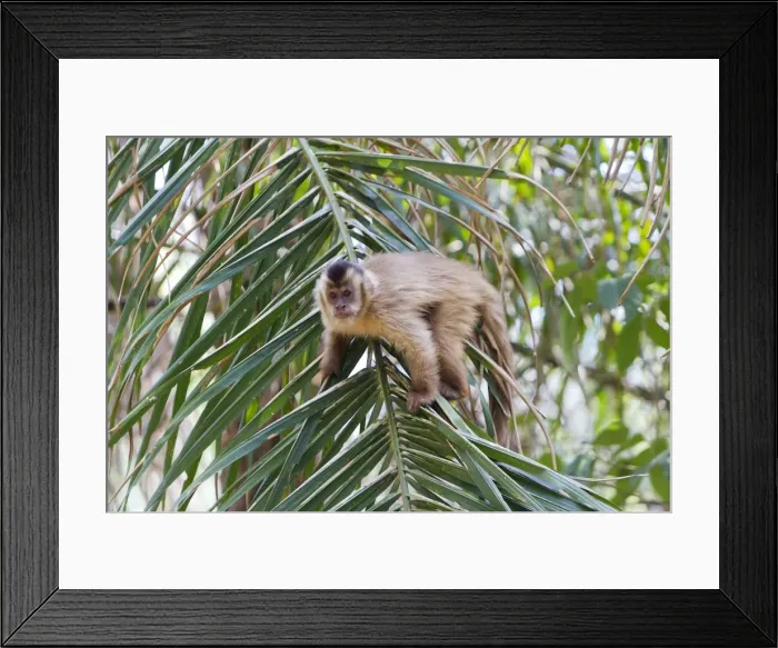 Framed Print : Picture No. 10899133 Framed Print : Picture No. 10899133