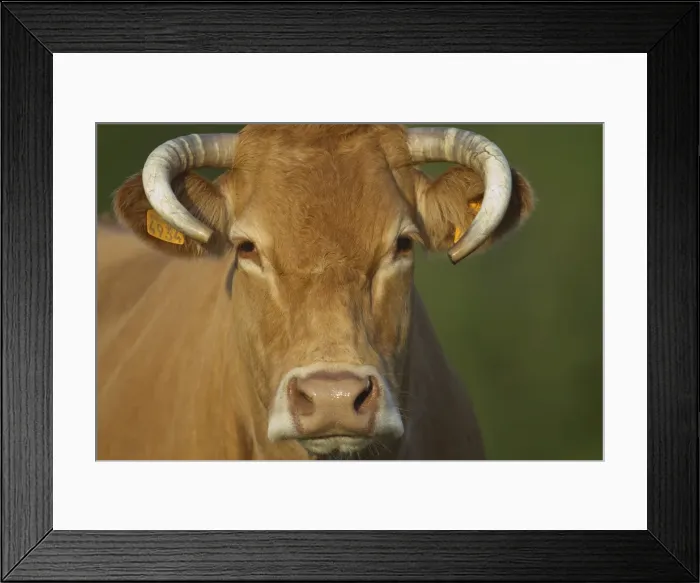 Framed Print : Picture No. 10898650 Framed Print : Picture No. 10898650