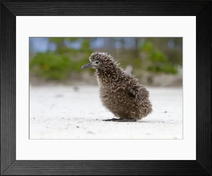 Framed Print : Picture No. 10898600 Framed Print : Picture No. 10898600