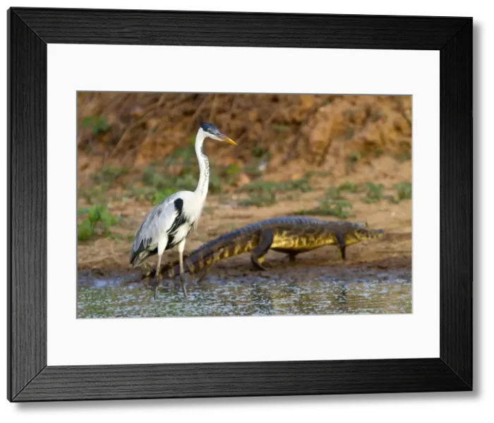 Framed Print : Picture No. 10899123 Framed Print : Picture No. 10899123