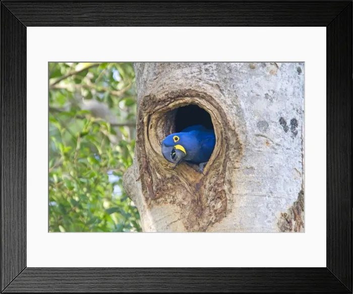 Framed Print : Picture No. 10899139 Framed Print : Picture No. 10899139