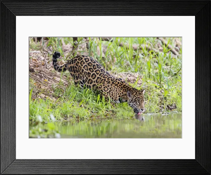 Framed Print : Picture No. 10899155 Framed Print : Picture No. 10899155