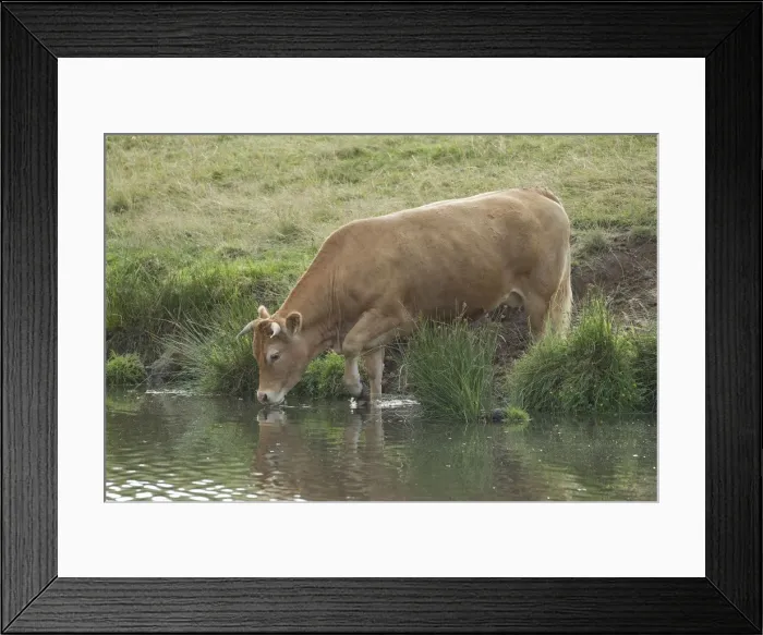 Framed Print : Picture No. 10898645 Framed Print : Picture No. 10898645