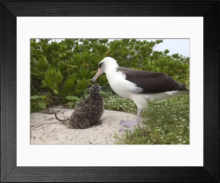 Framed Print : Picture No. 10898596 Framed Print : Picture No. 10898596