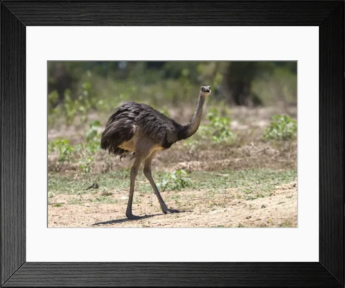 Framed Print : Picture No. 10899131