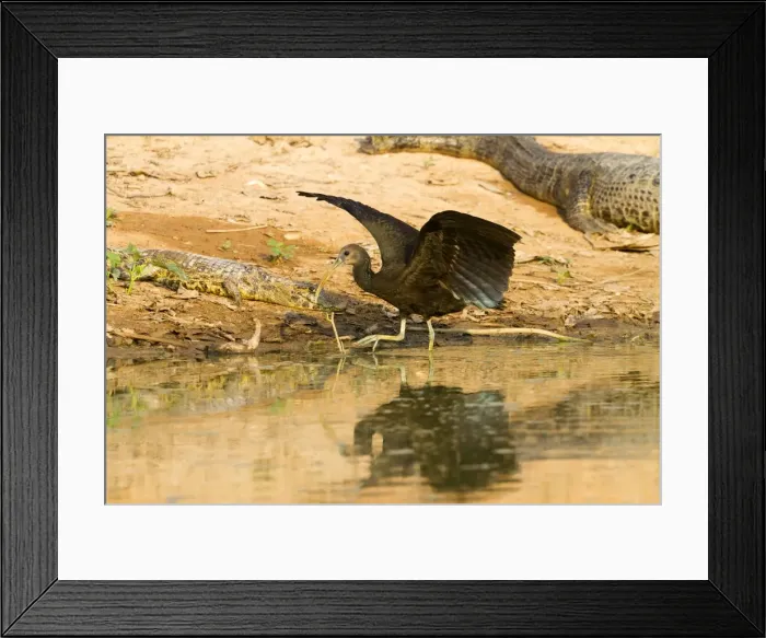 Framed Print : Picture No. 10899120 Framed Print : Picture No. 10899120