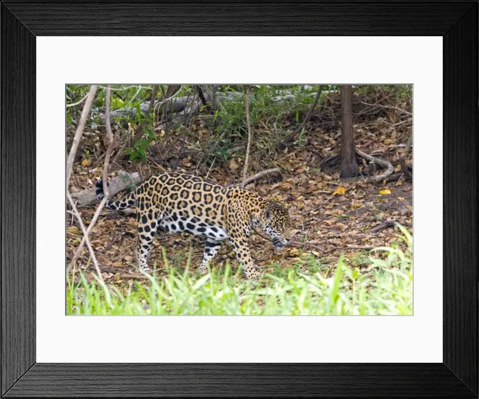 Framed Print : Picture No. 10899154 Framed Print : Picture No. 10899154