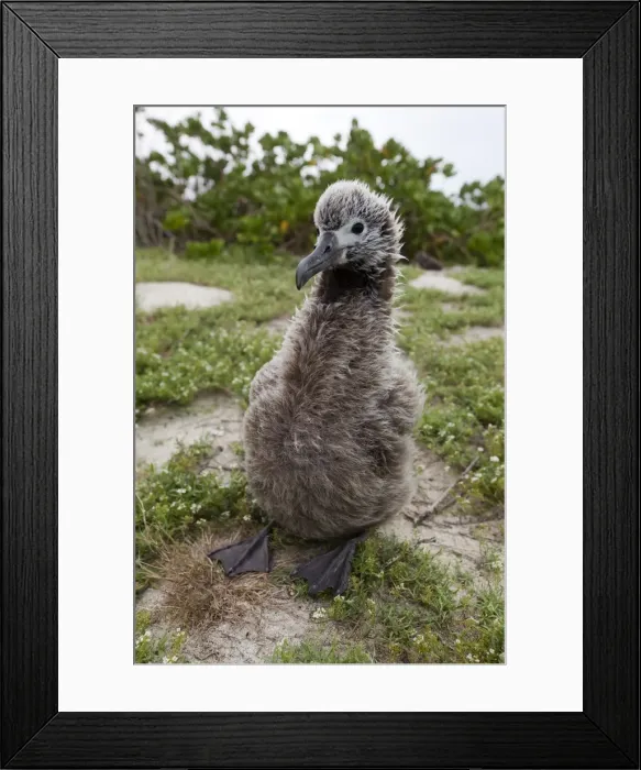 Framed Print : Picture No. 10898597 Framed Print : Picture No. 10898597