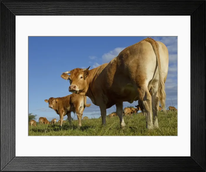 Framed Print : Picture No. 10898638