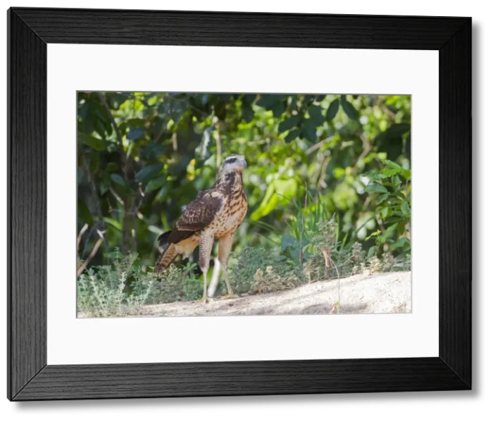 Framed Print : Picture No. 10899147 Framed Print : Picture No. 10899147