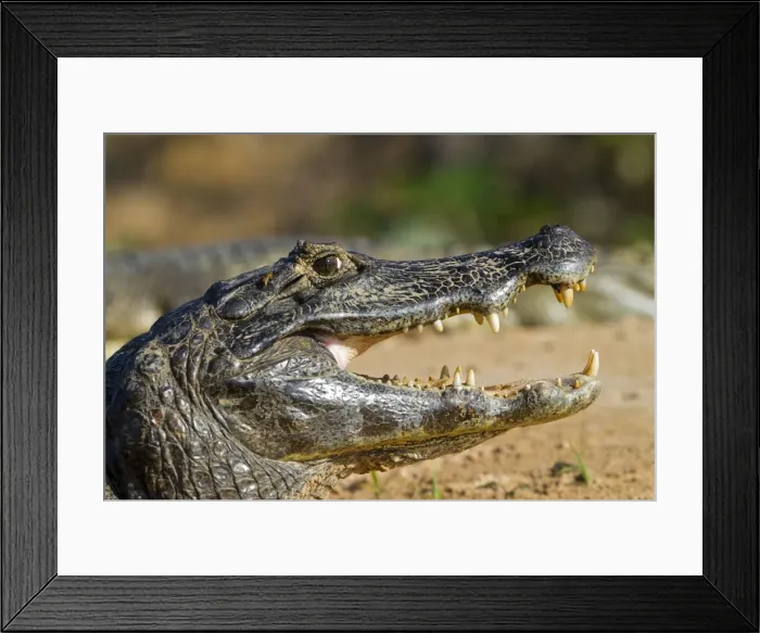 Framed Print : Picture No. 10899150 Framed Print : Picture No. 10899150