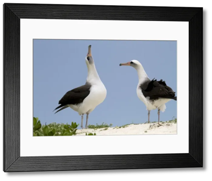Framed Print : Picture No. 10898595 Framed Print : Picture No. 10898595