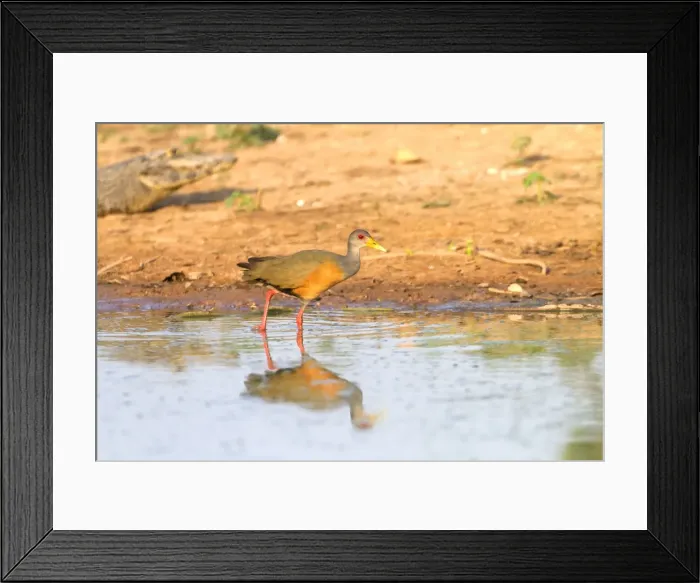 Framed Print : Picture No. 10899132 Framed Print : Picture No. 10899132