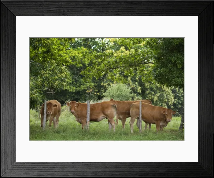 Framed Print : Picture No. 10898642 Framed Print : Picture No. 10898642