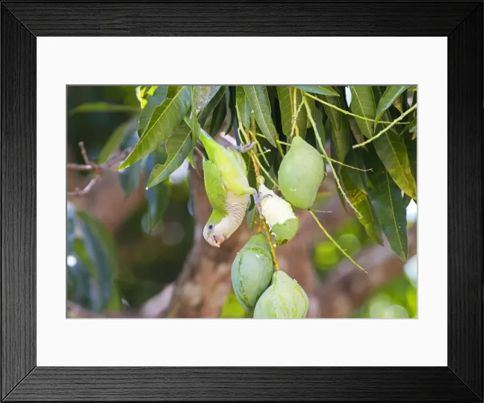 Framed Print : Picture No. 10899119 Framed Print : Picture No. 10899119