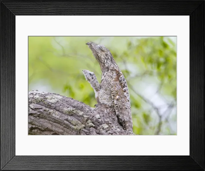 Framed Print : Picture No. 10899165 Framed Print : Picture No. 10899165